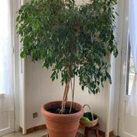 Pianta ficus