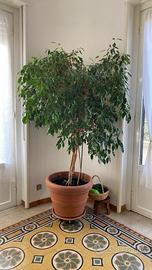 Pianta ficus