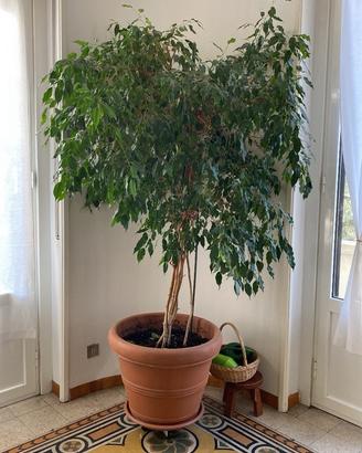 Pianta ficus