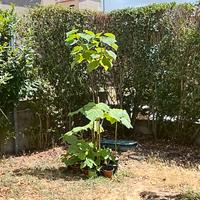 piante di paulownia tomentosa