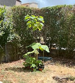 piante di paulownia tomentosa