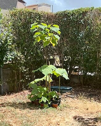 piante di paulownia tomentosa