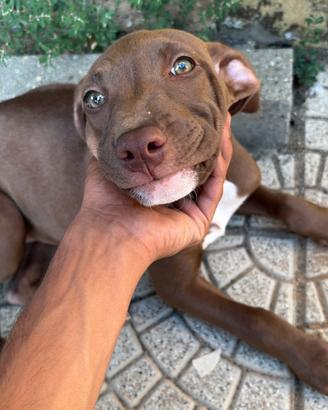 cucciola pitbull rednose 