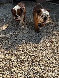 Bulldog inglese