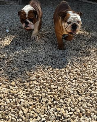 Bulldog inglese