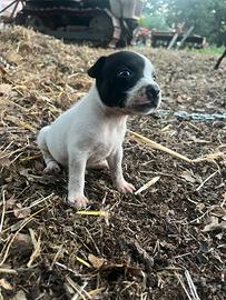Cuccioli staffy