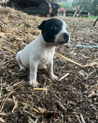Cuccioli staffy