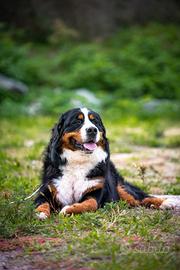 Bovaro del Bernese per accoppiamento