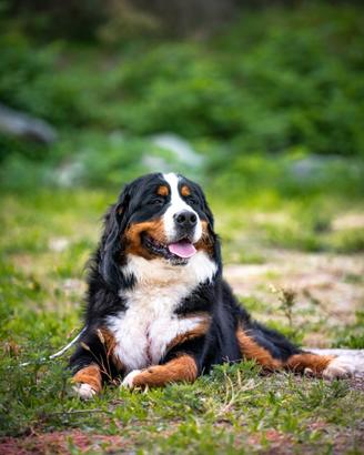 Bovaro del Bernese per accoppiamento