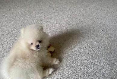 Spitz Pomerania maschi e femmine