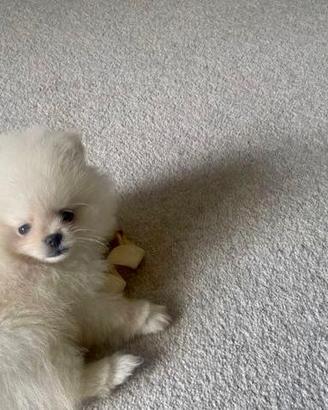 Spitz Pomerania maschi e femmine