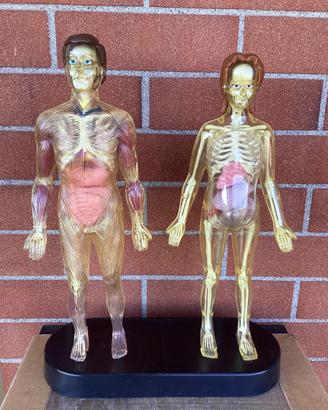 Il corpo umano Modellino uomo e donna (incompleto)