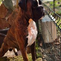 Boxer maschio