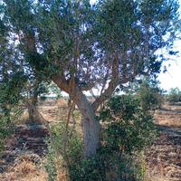 Alberi ulivo