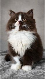 British longhair bicolor chocolate 