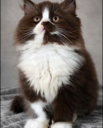 British longhair bicolor chocolate 