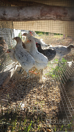 Galline Araucana e Oliver Egger