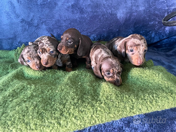 Cuccioli bassotto arlecchino e cioccolato