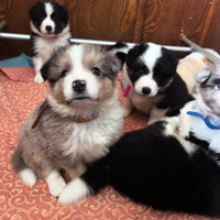 Cuccioli di border collie