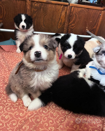 Cuccioli di border collie