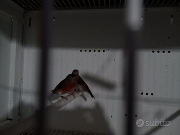 Cardinalini del venezuela