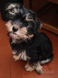 Morkie
