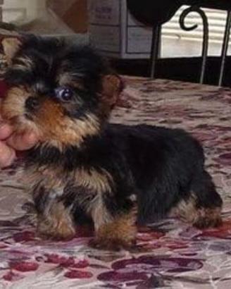 Yorkshaire mini toy maschio