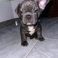 Cucciolo di bulldog francese