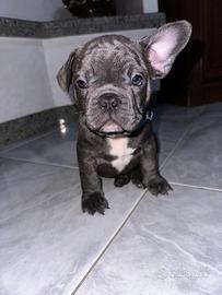 Cucciolo di bulldog francese