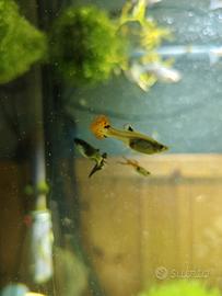 Pesci guppy