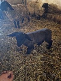 Agnello Suffolk