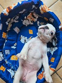 Bulldog francese bicolor
