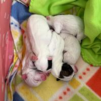 Cuccioli di jack Russell