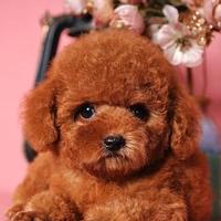 SANDRA - BARBONCINI NANI - BARBONCINO TOY puppy