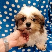 Shih Tzu cucciolo taglia toy