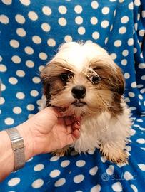 Shih Tzu cucciolo taglia toy