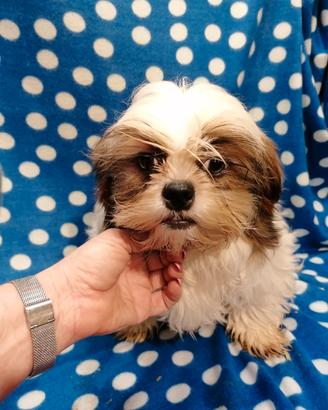 Shih Tzu cucciolo
