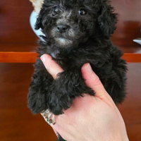 Barboncino Toy Silver