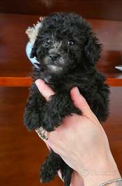 Barboncino Toy Silver