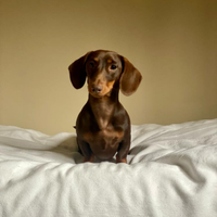 Bassotto per accoppiamento