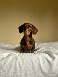 Bassotto per accoppiamento