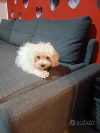 Maltese