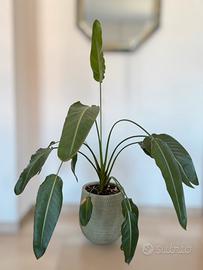 Strelitzia Reginae in vaso LIVADIA