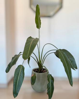 Strelitzia Reginae in vaso LIVADIA