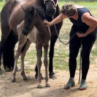 Puledro islandese maschio nato nel 2025