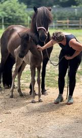 Puledro islandese maschio nato nel 2025