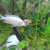 Ciclidi albino
