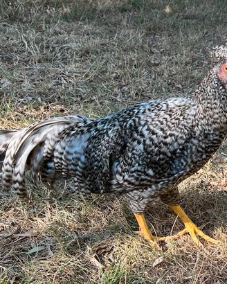 Gallo razza schijndelaar barrato