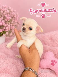 Cucciola di chiwawa Toy femmina bianca