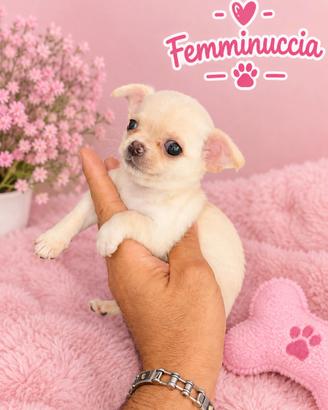 Cucciola di chiwawa Toy femmina bianca